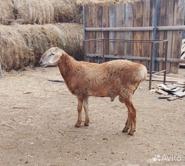 Баран на племя
