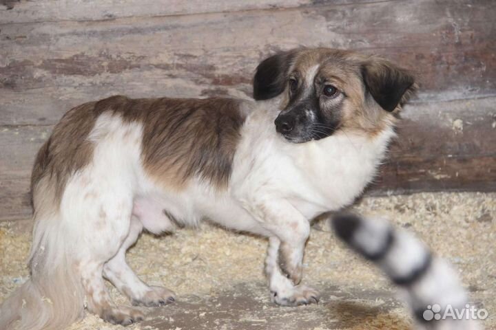 Собака в добрые руки маленькая порода