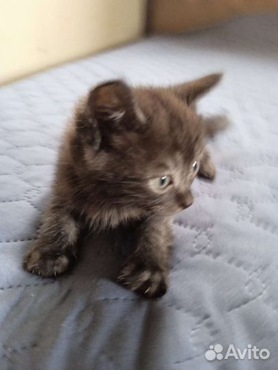 Сибирская кошка