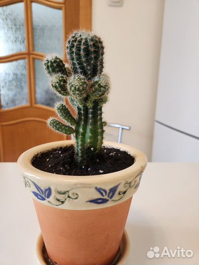 Кактус в керамическом горшке (смешной и милый)