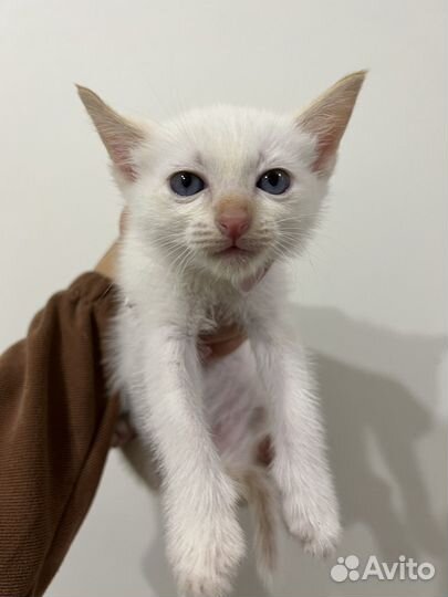 Тайский котенок