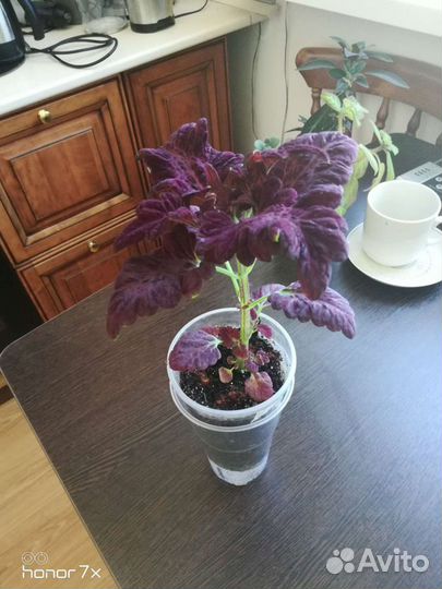 Колеус Блюме Блэк Драгон