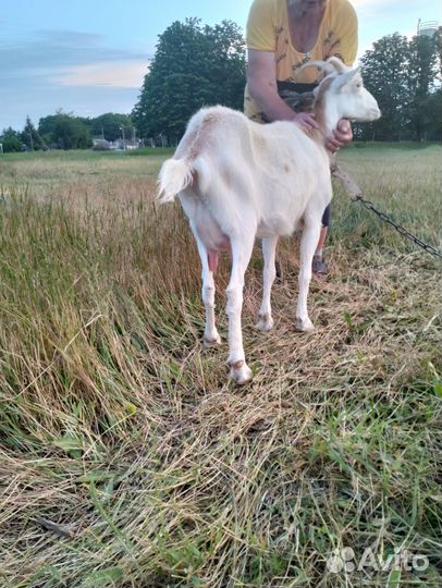 Коза дойная