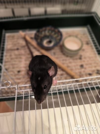 Отдам бесплатно крысу с клеткой (мальчик)