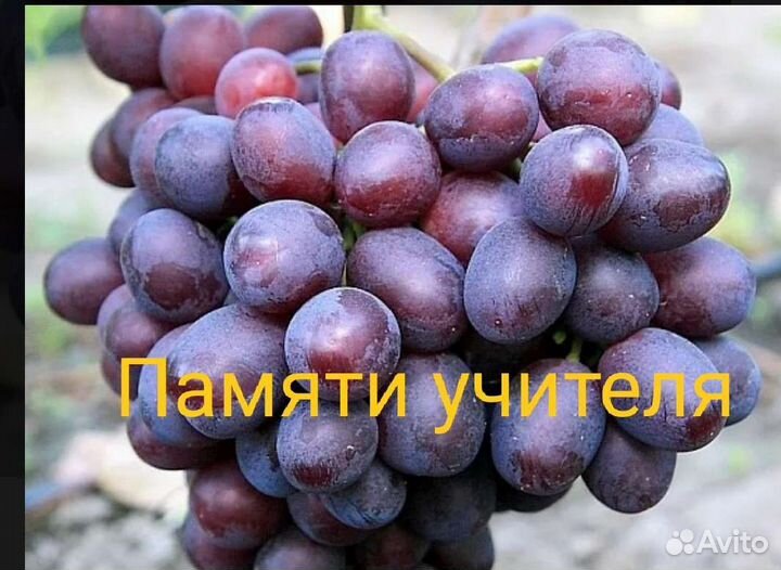 Саженцы винограда