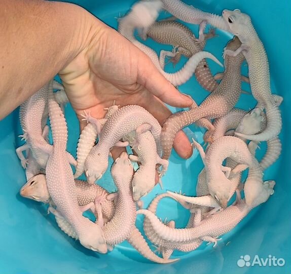 Ящерицы Эублефары