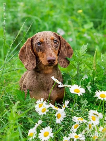 Миниатюрная такса мальчик РКФ