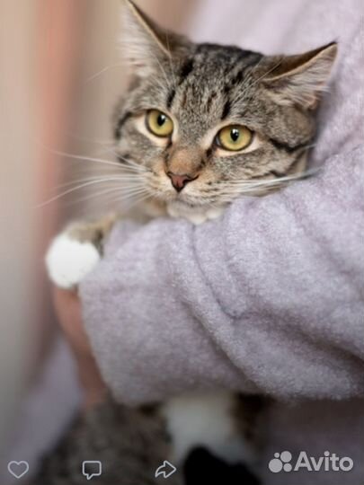 Весельчак Шпротик