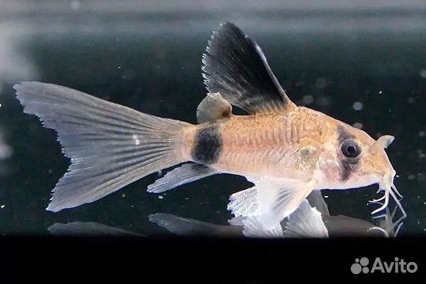 Сомик Коридорас Панда