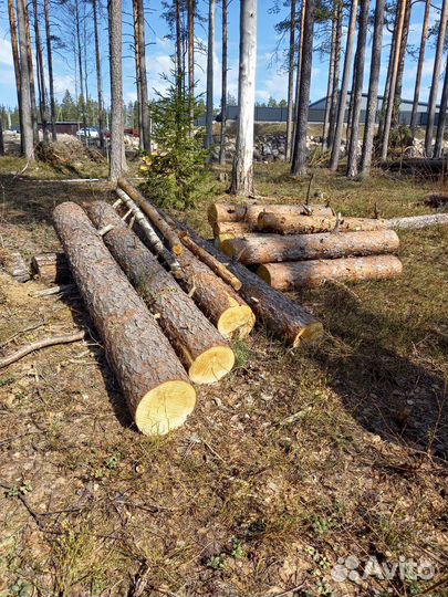 Бревна сосновые, сосны целиком