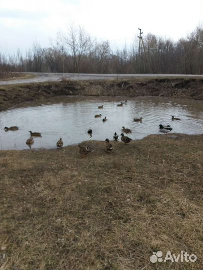 Утки подсадные для охоты