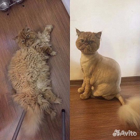 Стрижка кошек - Колпино, Купчино, Рыбацкое