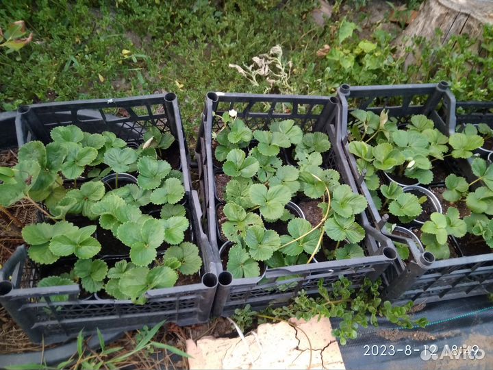 Рассада клубники