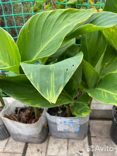 Бругмансия Канна пестролистная