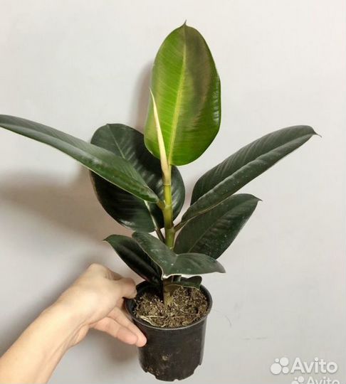 Фикус эластика