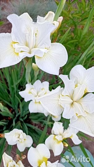 Продам ирисы сибирские, карликовые, лилейники