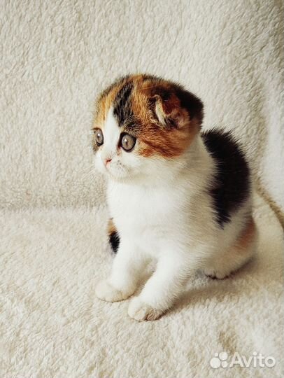 Кошечка черепашка