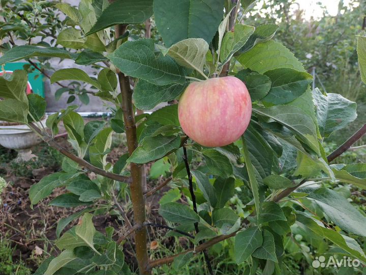 Саженцы плод. дер./Доставка/Отправ