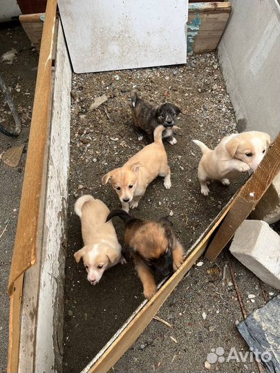 Собака в добрые руки отдам бесплатно