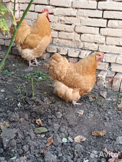 Инкубационное яйцо орпингтона