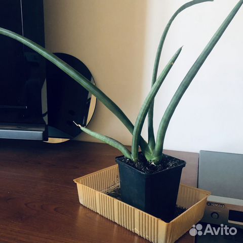 Сансевиерия цилиндрика