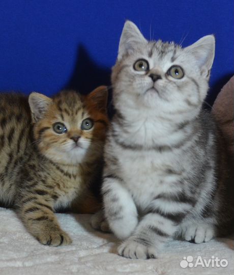 Мрамор на серебре и на золоте