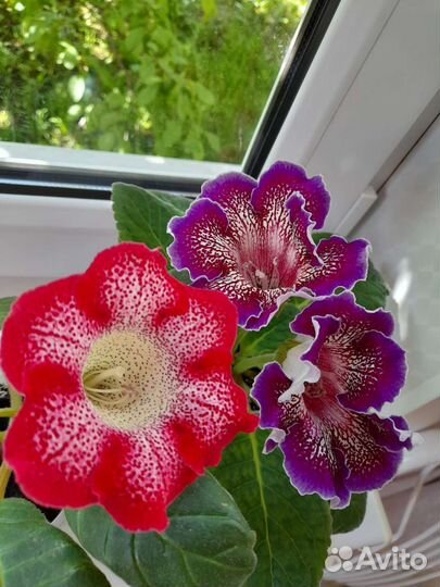 Семена глоксиний- комнатных цветов