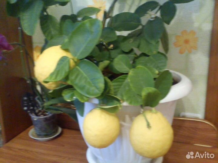 Лимоны плодоносящие