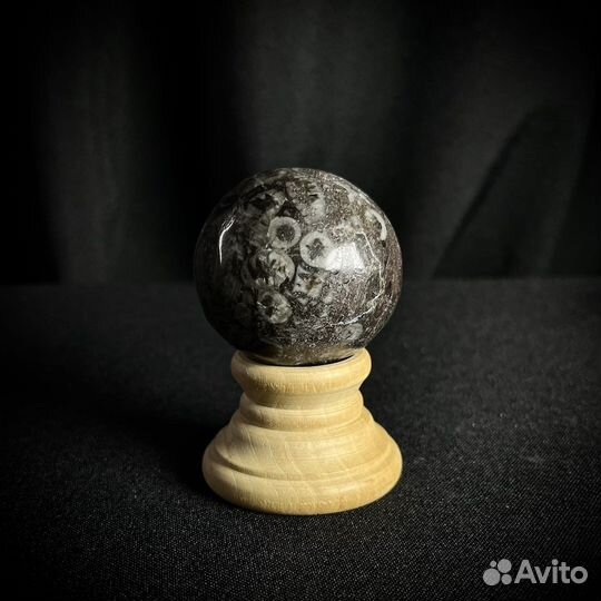 Шар с морскими лилиями окаменелость ископаемое