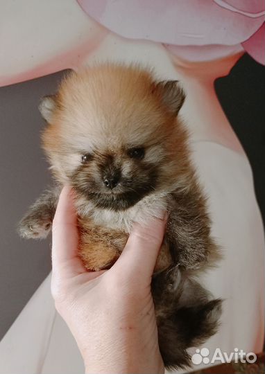 Померанский шпиц микро