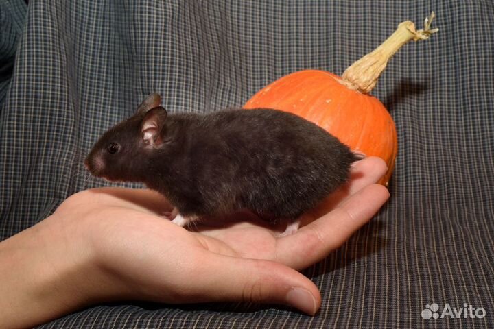 Сирийские хомяки