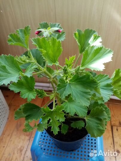 Пеларгония королевская