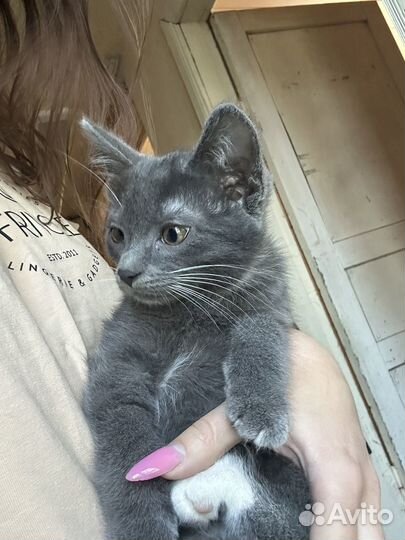 Отдам бесплатно котят