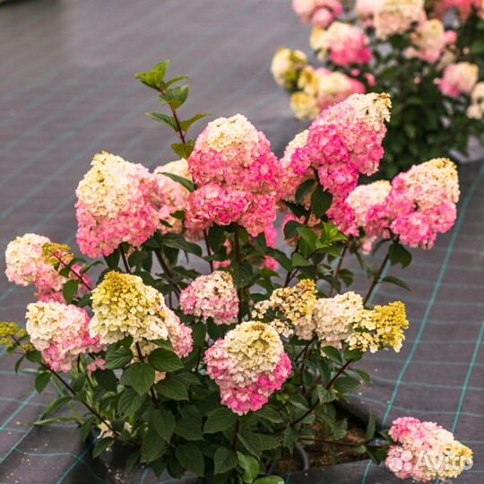 Гортензия Самарская Лидия, С3 (1 саж.; 30-40 см)