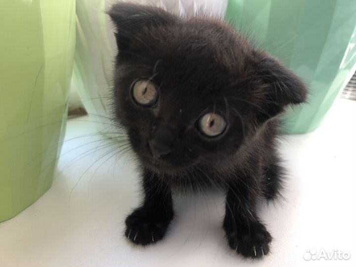 Котята отдам бесплатно