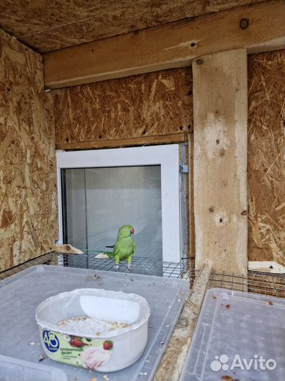 Ожереловый попугай