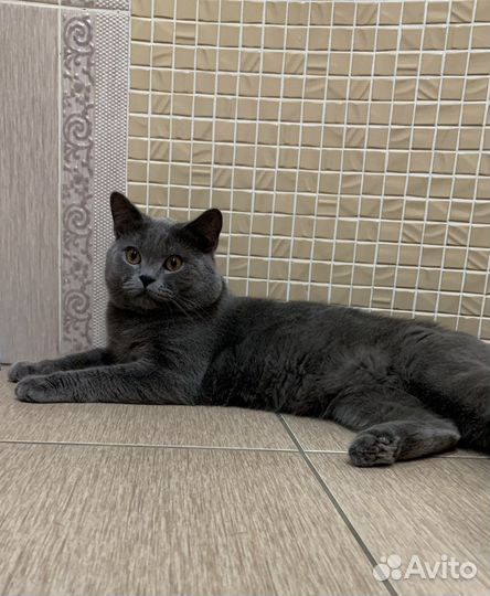 Шотландский кот вязка