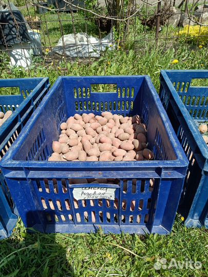 Семенной картофель