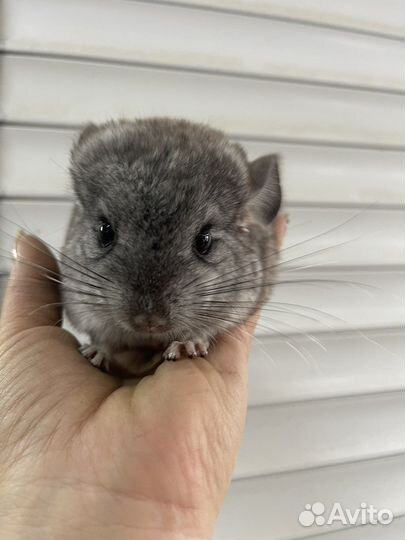 Шиншиллята 2 месяца