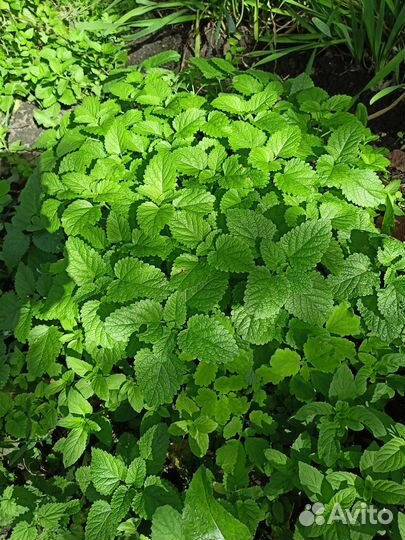 Иссоп, канупер, мята лимонная (мелисса), эхинацея