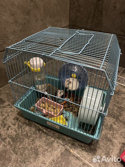 Семья джунгарских хомяков с детенышами