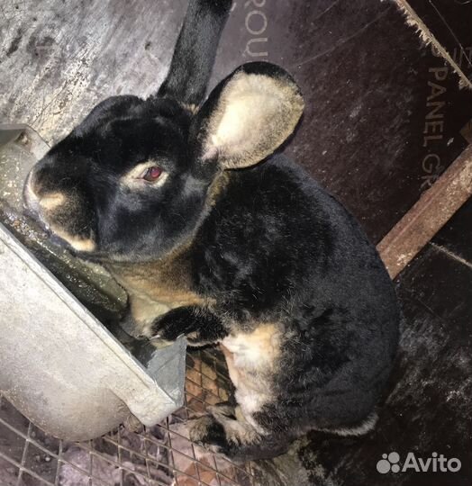Продам кроликов