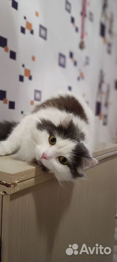 Отдам кошку