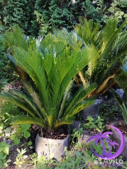 Пальма большая