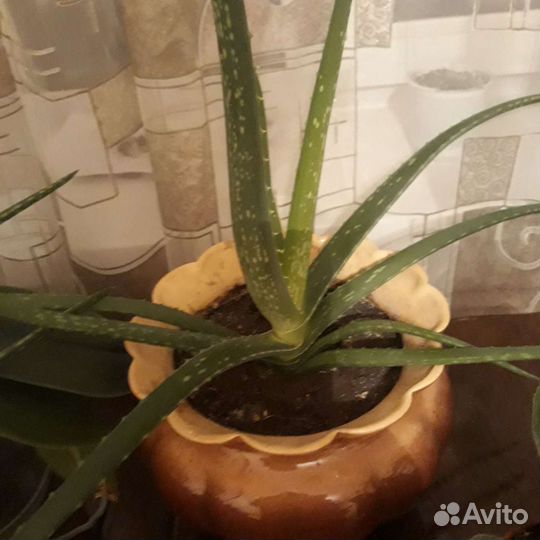 Алоэ разные много