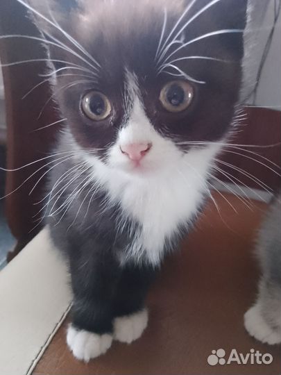 Котята дворовые