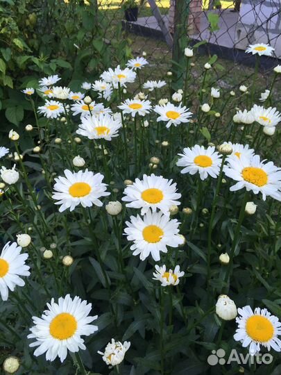 Ромашки - букеты