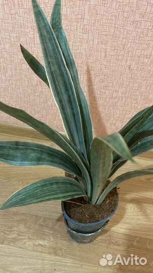 Сансевиерия металлик,Голден Флайм