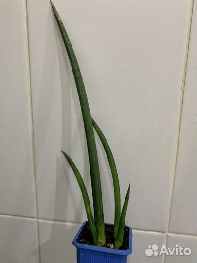 Сансевиерии сортовые
