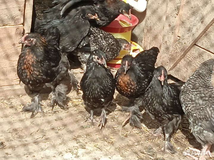 Цыплята 2 месяца